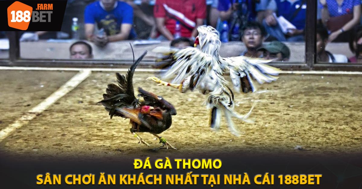 Đá Gà Thomo - Sân Chơi Ăn Khách Nhất Tại Nhà Cái 188BET