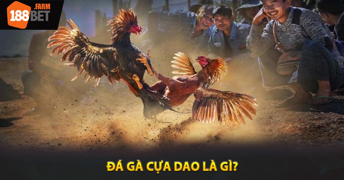 Đá gà cựa dao là gì?