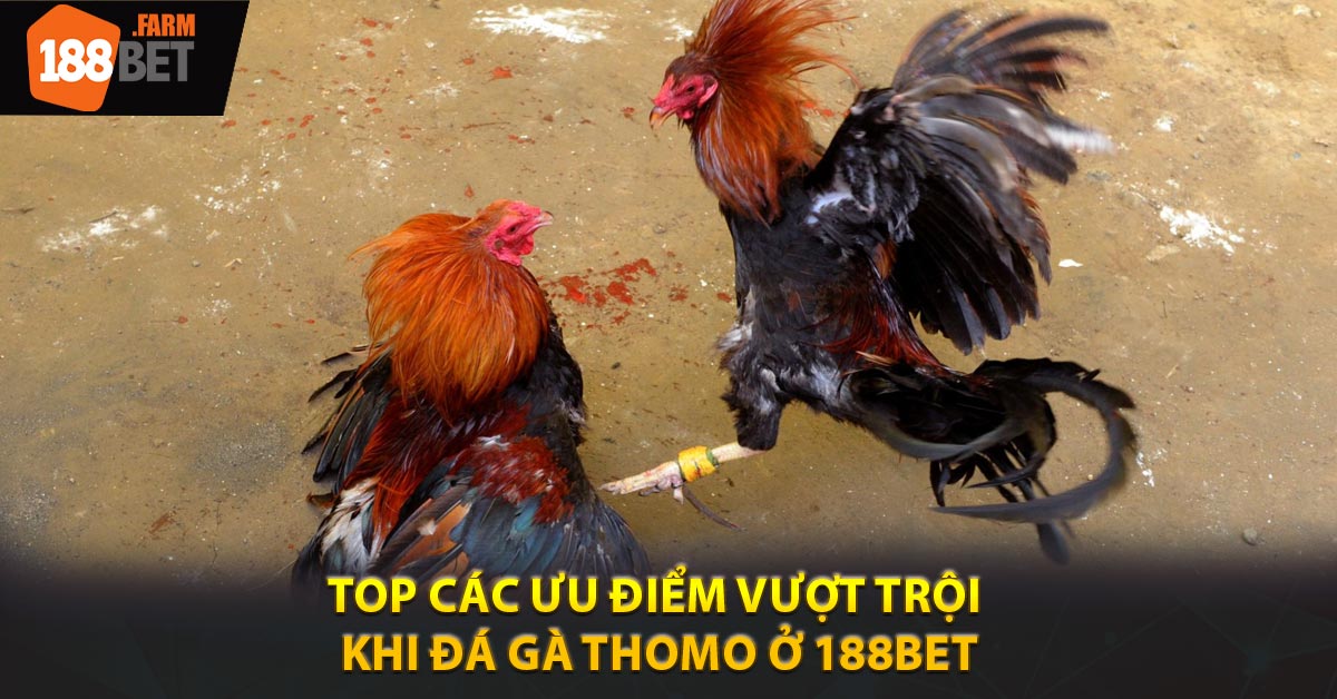 TOP các ưu điểm vượt trội khi đá gà thomo ở 188BET