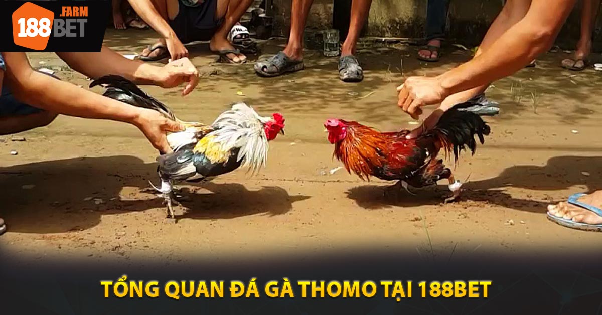 Tổng quan đá gà thomo tại 188BET